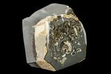 Polished Ammonites (Promicroceras) - Marston Magna Marble #131998-2